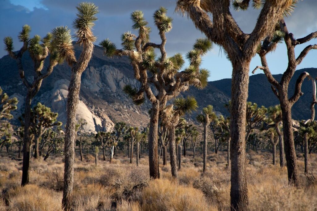 Joshua Tree National Park (3)