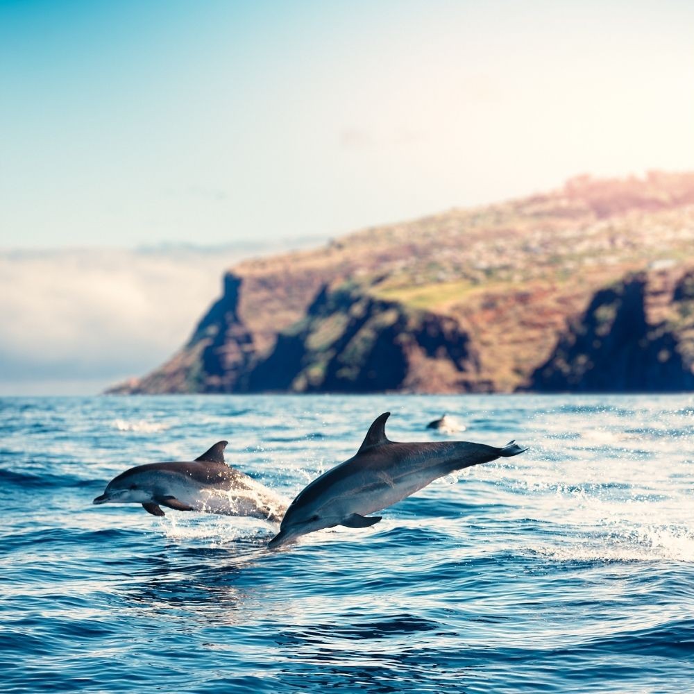 Foto dump 2 - okp-madeira-delfini